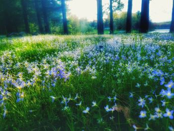 Close-up of flowers growing in field