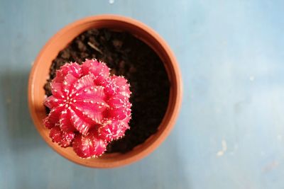 Directly above shot of potted moon cactus plant