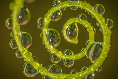 Close-up of pearl jewelry