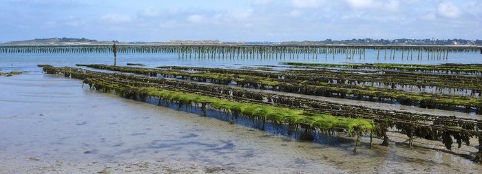 Oyster parc, gulf of morbihan