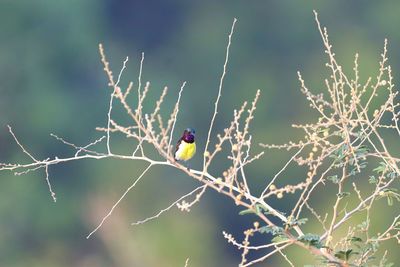 Close-up of bird perching on branch