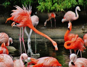 View of flamingo birds in pond 