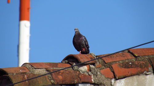 Low angle view of bird on built structure against clear blue sky