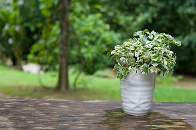 Close-up of potted plant on table