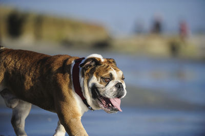 English bulldog walking at beach