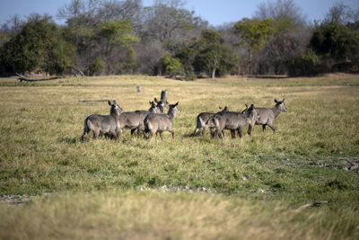 Waterbucks in a field