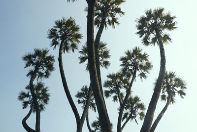 Low angle view of tall branching palm tree species hyphaene dichotoma in ajc bose botanic garden.