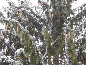 Low angle view of snow covered trees in forest