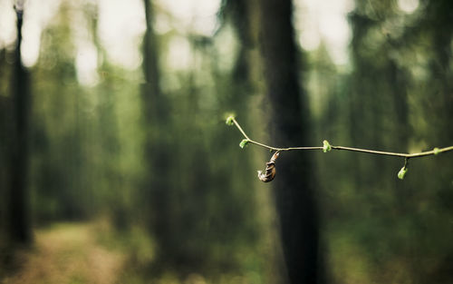 Close-up of wet tree in forest