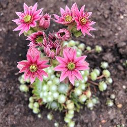 Close-up of pink flowering plants