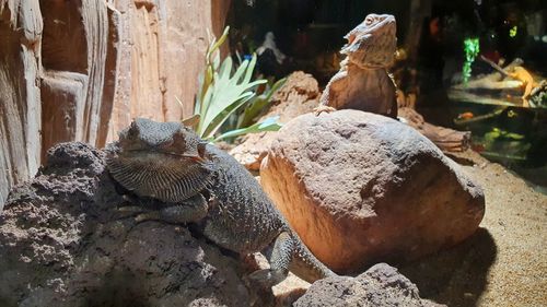 Close-up of lizard on rock