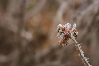 Close-up of frozen plant