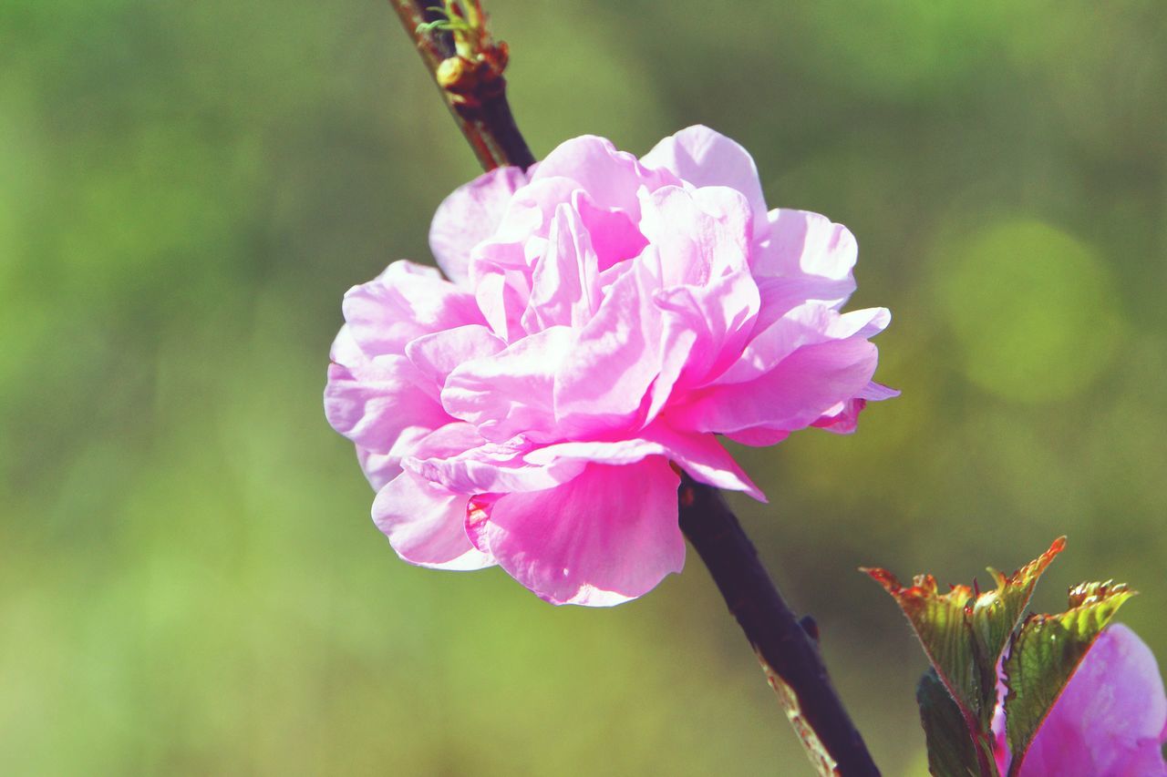 flower, petal, freshness, fragility, flower head, close-up, growth, focus on foreground, pink color, beauty in nature, nature, blooming, in bloom, single flower, plant, blossom, selective focus, park - man made space, outdoors, springtime