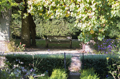 View of plants in garden