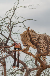 View of a cat on branch