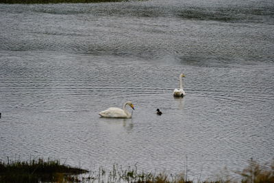 Ducks swimming in lake