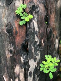 Close-up of plant growing on tree trunk