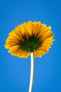 Close-up of yellow flower against blue sky
