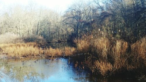 Reflection of trees in water