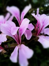 Close-up of flowers blooming outdoors