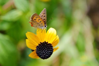 Close-up of butterfly pollinating on flower