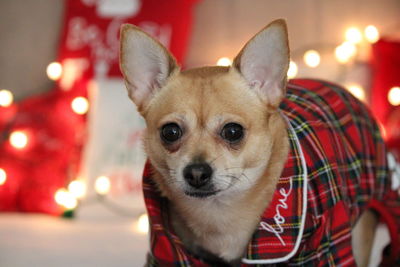 Close-up portrait of a dog