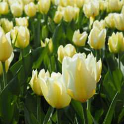 Close-up of yellow tulips