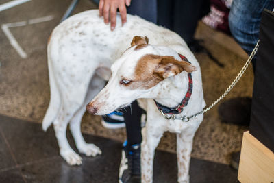 Low section of man standing with dog