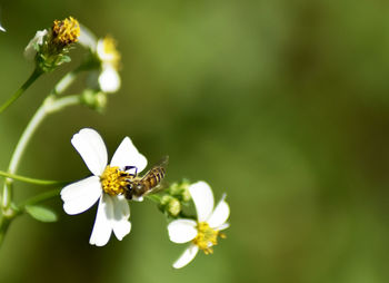 Close-up of butterfly pollinating on white flower