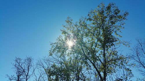 Low angle view of trees against clear blue sky