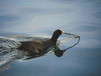 High angle view of bird swimming in lake