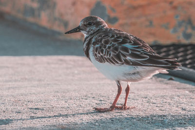 Water birds at the beach