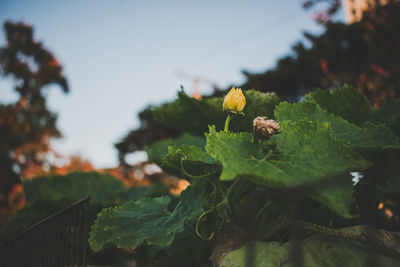 Close-up of flower growing on plant against sky