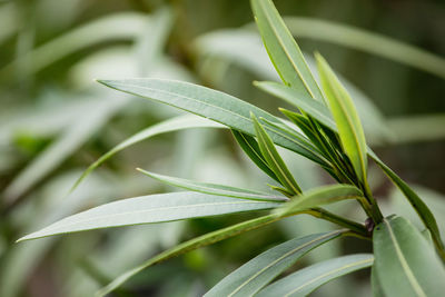 Close-up of fresh green plant in field