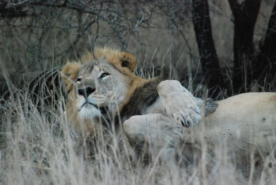 Lion in the bushes of africa