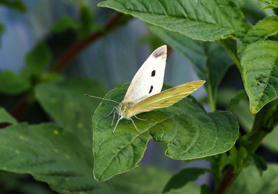 Butterfly on leaf