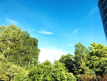 Low angle view of trees against blue sky