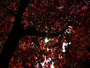 Close-up of tree against sky at night