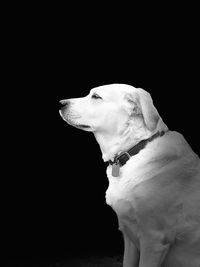 Close-up of a dog over black background