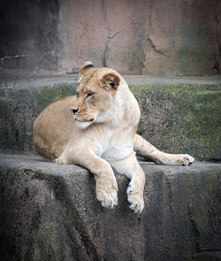 Lioness looking away while lying on retaining wall