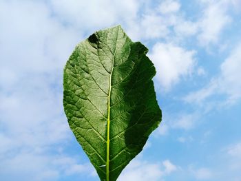 Close-up of green leaves against sky