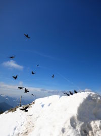 Bird flying over snow covered mountain