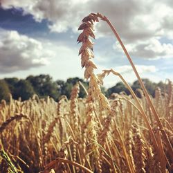 Close-up of wheat growing on field against sky