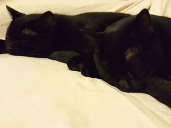 Close-up of dog sleeping on bed