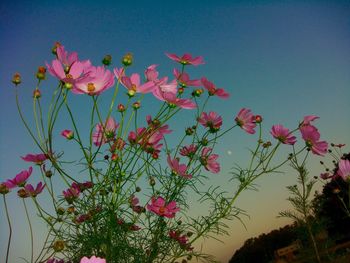 Low angle view of pink flowers