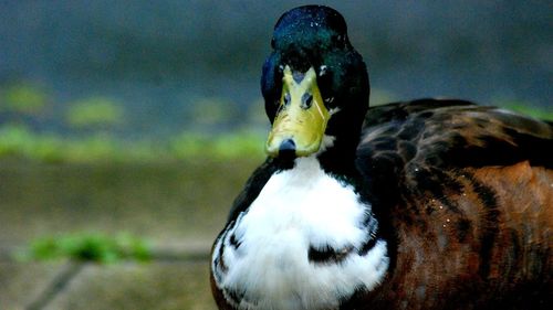 Close-up of bird perching