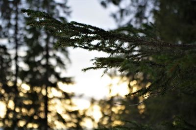 Close-up of pine tree branch