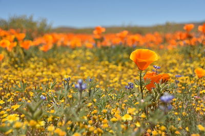 Close-up of yellow flowering plants on field against sky