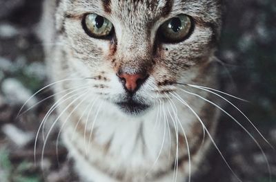 Close-up portrait of a cat