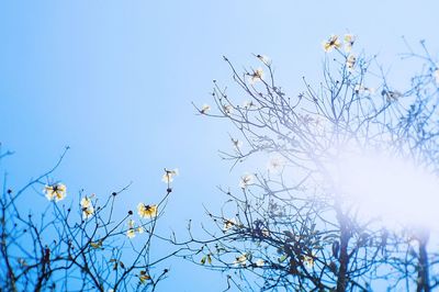 Low angle view of bird perching on tree against clear sky